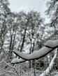 canvas print picture - Schnee im Wald