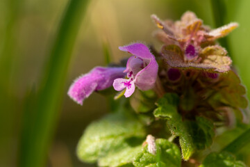 Wall Mural - Close-up of Lamium purpureum (red dead-nettle, purple dead-nettle, or purple archangel) - purple flowering plant in bloom