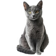 A cute sitting russian blue cat, transparent or isolated on white background