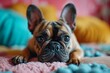 A content fawn-colored french bulldog lounges on a plush bed, showcasing the adorable charm and playful nature of this beloved pet breed