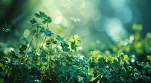 A Green Background With A Bunch Of Clover Leaves