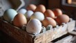 Organic white leghorn egg from free range farm
