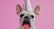 © olegganko - a white french bulldog in a party hat is standing on a pink background