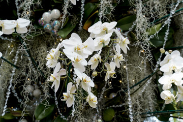 hanging basket of white orchid flowers along with various decorations.