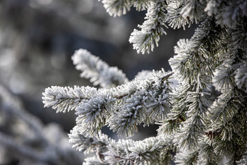 frost on branches