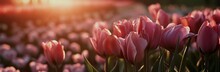 The Pink Tulips In A Bed Are In Front Of A Sunset Scene,