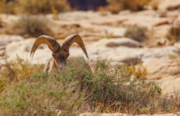 Wall Mural - desert bighorn sheep ram on rocks
