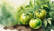 Green young tomato vegetable in the garden, copy space on a side, watercolor art style