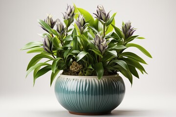 Wall Mural - Beautiful flowers in a pot on a white background