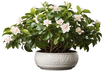 Wall Mural - Madagascar periwinkle flowers in a pot isolated on white background