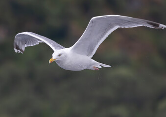 Wall Mural - Seagulls on the wings in Raftsundet, Nordland county, Norway