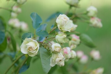 Canvas Print - Beautiful delicate white roses in the garden