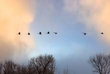 Geese In Flight, Flying In Formation