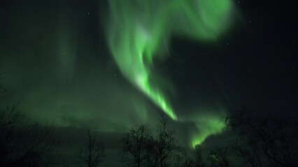 Strong realtime aurora in Lapland above silhouettes of trees