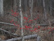 red winter berries in forest