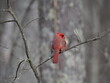 male nothern cardinal (Cardinalis cardinalis) in winter