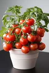 Wall Mural - A white ceramic pot with a thriving cherry tomato plant, vibrant green foliage and ripe red tomatoes.