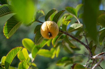 Guava fruit on a tree