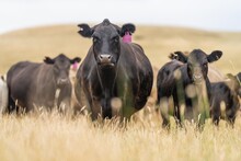Stud Beef Bulls, Cows And Calves Grazing On Grass In A Field, In Australia. Breeds Of Cattle Include Wagyu, Murray Grey, Angus, Brangus And Wagyu On Long Pasture In Summer