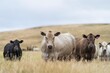 © William - Close up of Stud Beef bulls and cows grazing on grass in a field, in Australia. eating hay and silage. breeds include murray grey, angus, brangus and wagyu.