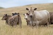© Phoebe - Stud Beef bulls, cows and calves grazing on grass in a field, in Australia. breeds of cattle include wagyu, murray grey, angus, brangus and wagyu on long pasture in summer