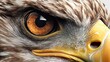 Portrait of an eagle with yellow eyes.