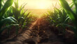bottom view of young shoots of corn planted in rows. earth and green plants in the background sunset
