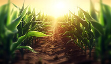 Bottom View Of Young Shoots Of Corn Planted In Rows. Earth And Green Plants In The Background Sunset
