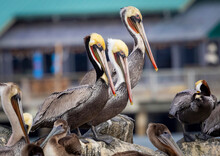 Three Brown Pelicans Sitting Together