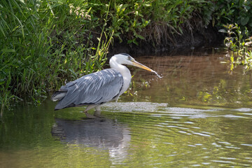 Aufkleber - A grey heron fishing. It has dipped in the water but no fish, just water drops from its long beak. Space for text and no people in the image