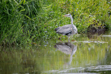 Wall Mural - a grey heron is captured standing in the water fishing. It is reflected in the still water with space for text and no people