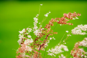 Wall Mural - colorful grass flower