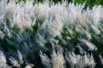 Wall Mural - grass flower