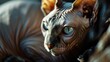 © Fotograf - A close-up view of a cat with striking blue eyes. Perfect for pet-related projects or animal-themed designs