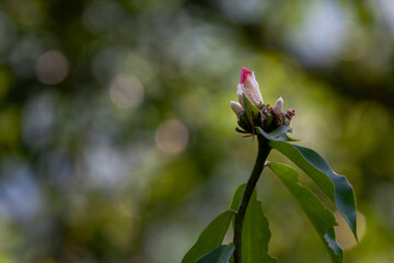 Canvas Print - wild cardamom (Aframomum angustifolium) in Sri Lanka