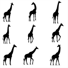 Silhouettes Of  Giraffe Silhouettes , Set Of Animals Silhouettes