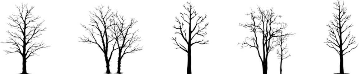 Wall Mural - silhouette tree line drawing set, Side view, graphic tree elements set outline symbol for architecture and landscape design drawing. Vector illustration. Tropical