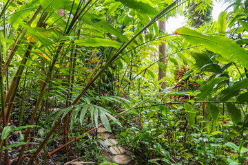 Wall Mural - Flower Forest Botanical Garden, Barbados: thick and lush tropical vegetation walking inside the forest.