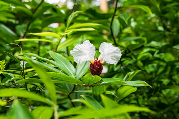 Wall Mural - Flower Forest Botanical Garden, Barbados: tropical flowers in the lush vegetation inside the forest.