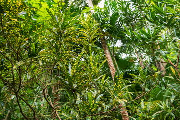 Wall Mural - Flower Forest Botanical Garden, Barbados: thick and lush tropical vegetation walking inside the forest.