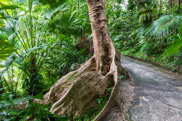 Wall Mural - Flower Forest Botanical Garden, Barbados: a big trunk with roots in  the tropical vegetation walking inside the forest.