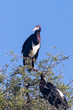 Abdim's Storks (Ciconia abdimii), a trans-equatorial African migrant perched in thorn tree, Kgalagadi, Kalahari, South Africa