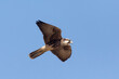 Lanner Falcon (Falco biarmicus) juvenile flying, Kalahari, South Africa