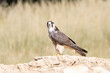 Lanner Falcon (Falco biarmicus) juvenile at waterhole, Kgalagadi Transfrontier Park, Kalahari, South Africa