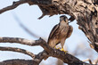 Juvenile Lanner Falcon (Falco biarmicus) juvenile perched in tree, Kgalagadi Transfrontier Park, Kalahari, South Africa