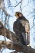Lanner Falcon (Falco biarmicus) perched in Camelthorn Tree, Kalahari, South Africa
