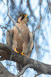 Lanner Falcon (Falco biarmicus) adult perched in tree, Kalahari, South Africa