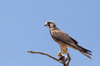 Lanner Falcon (Falco biarmicus) juvenile perched on branch, Kalahari, Northern Cape, South Africa