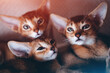 closeup of funny small kittens abyssinian breed lies in soft pet house