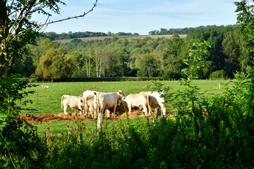 Wall Mural - Montreuil sur Epte; France - september 19 2023 : cows in a meadow